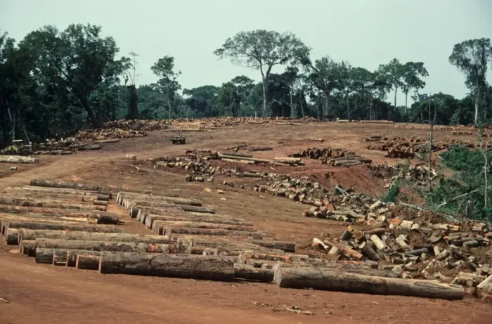 Framed Print : Tropical moist forest destruction, felled tree trunks and logs in logging camp, Upper Guinean Forest, Liberia Framed Print : Tropical moist forest destruction, felled tree trunks and logs in logging camp, Upper Guinean Forest, Liberia
