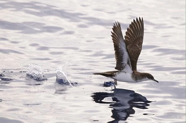 Tropical Shearwater (Puffinus bailloni) adult, in flight, taking off from surface of water, Maldives, march