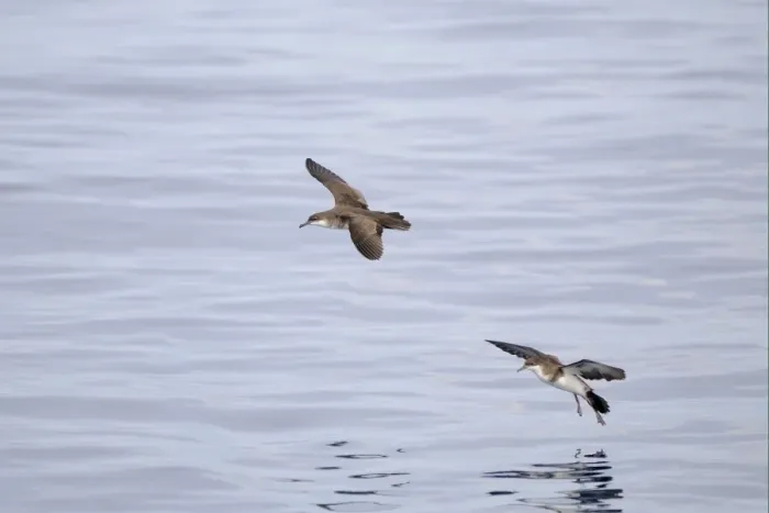 Framed Print : Tropical Shearwater (Puffinus bailloni) two adults, in flight, landing on water, Maldives, march Framed Print : Tropical Shearwater (Puffinus bailloni) two adults, in flight, landing on water, Maldives, march