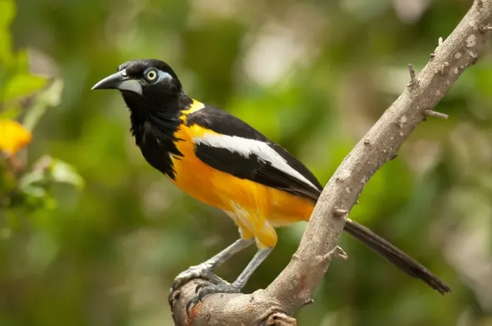 Framed Print : Troupial (Icterus icterus) adult, perched on branch, Curacao, Lesser Antilles, Caribbean Framed Print : Troupial (Icterus icterus) adult, perched on branch, Curacao, Lesser Antilles, Caribbean