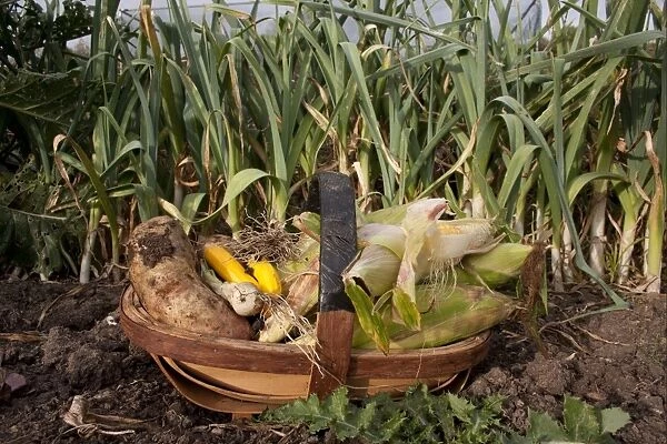 Trug filled with homegrown vegetables, including maize and potatoes, England, october
