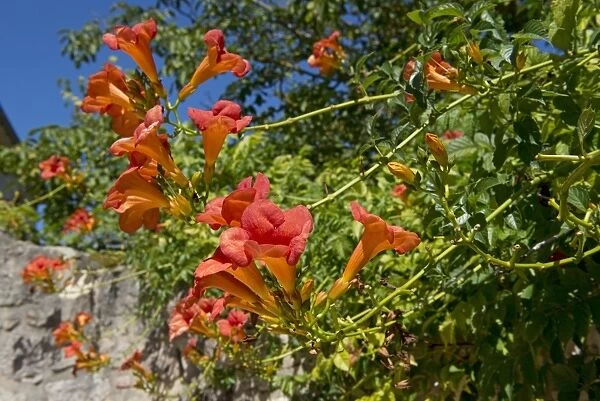 Trumpet creeper, Campsis radicans, flowering in a French garden