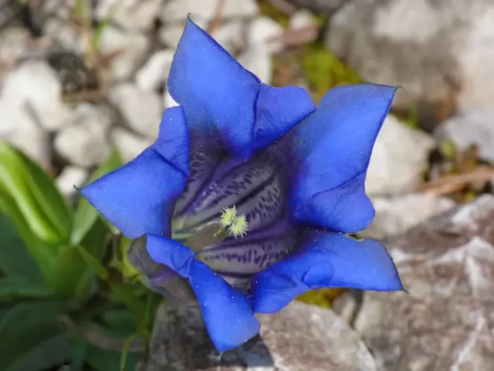 Framed Print : Trumpet Gentian (Gentiana acaulis) close-up of flower, Dolomites, Italian Alps, Italy, June Framed Print : Trumpet Gentian (Gentiana acaulis) close-up of flower, Dolomites, Italian Alps, Italy, June