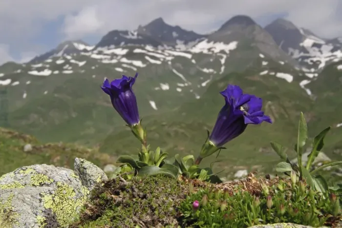 Framed Print : Trumpet Gentian (Gentiana acaulis) flowering, growing in mountain habitat, Italian Alps, Italy, July Framed Print : Trumpet Gentian (Gentiana acaulis) flowering, growing in mountain habitat, Italian Alps, Italy, July