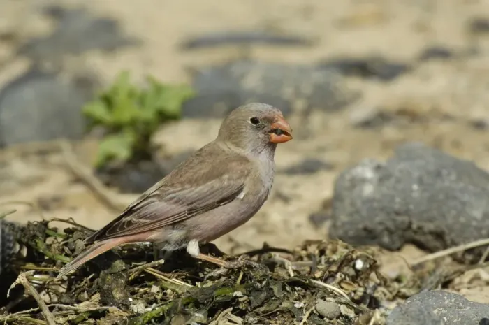 Framed Print : Trumpeter Finch (Rhodopechys githaginea amantum) adult male, feeding on beach, Fuerteventura, Canary Islands, march Framed Print : Trumpeter Finch (Rhodopechys githaginea amantum) adult male, feeding on beach, Fuerteventura, Canary Islands, march