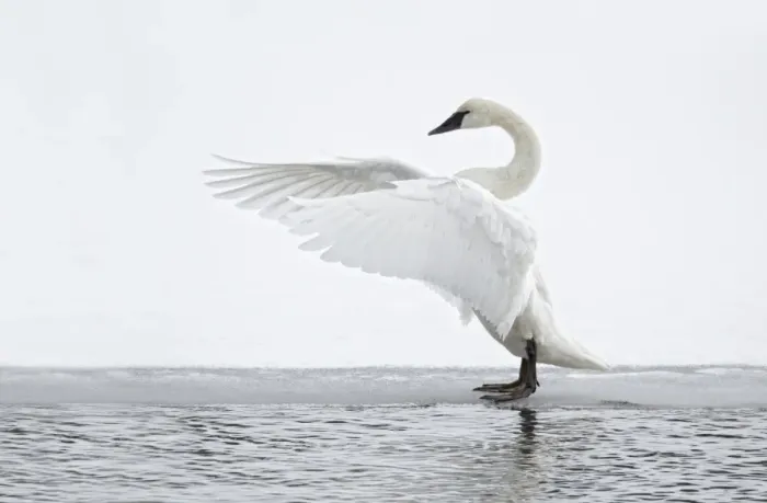 Framed Print : Trumpeter Swan (Cygnus buccinator) adult, stretching wings, standing on ice at edge of water, Yellowstone N. P. Wyoming, U. S. A. february