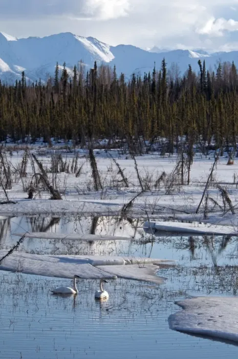 Framed Print : Trumpeter Swan (Cygnus buccinator) adult pair, swimming amongst melting ice on lake habitat, Yukon, Canada, april