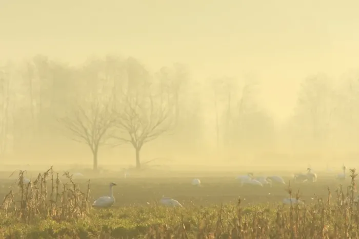 Framed Print : Trumpeter Swan (Cygnus buccinator) flock, feeding on field in mist at dawn, Courtenay, British Columbia, Canada Framed Print : Trumpeter Swan (Cygnus buccinator) flock, feeding on field in mist at dawn, Courtenay, British Columbia, Canada