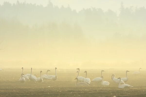Trumpeter Swan (Cygnus buccinator) flock, on field in mist at dawn, Courtenay, British Columbia, Canada, January