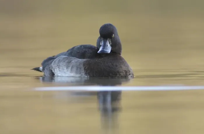 Framed Print : Tufted Duck (Aythya fuligula) adult female, swimming on lake, West Yorkshire, England, january Framed Print : Tufted Duck (Aythya fuligula) adult female, swimming on lake, West Yorkshire, England, january
