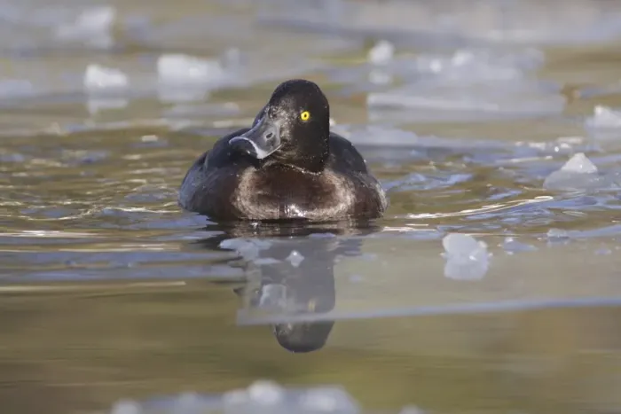 Framed Print : Tufted Duck (Aythya fuligula) adult female, swimming on lake surrounded by broken ice, West Yorkshire, England, January
