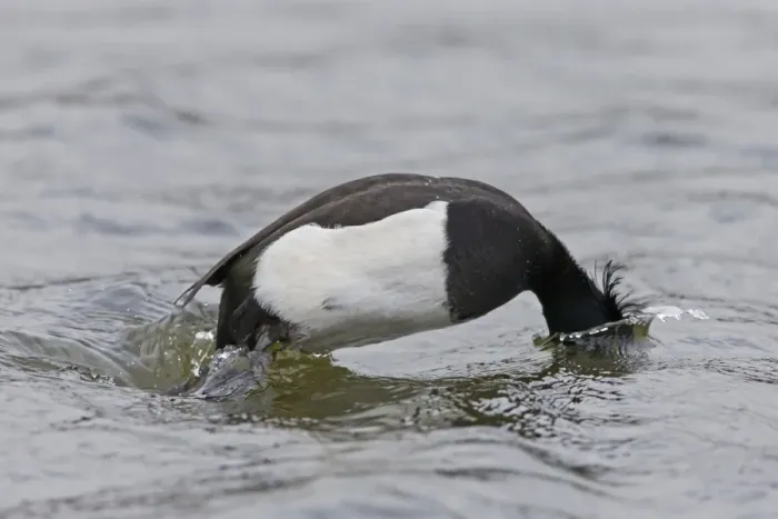Framed Print : Tufted Duck (Aythya fuligula) adult male, diving, Pensthorpe Nature Reserve, Norfolk, England, February