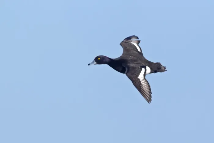 Framed Print : Tufted Duck (Aythya fuligula) adult male, in flight, Slimbridge, Gloucestershire, England, january Framed Print : Tufted Duck (Aythya fuligula) adult male, in flight, Slimbridge, Gloucestershire, England, january