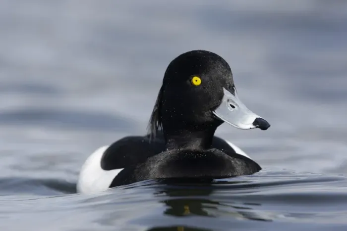 Framed Print : Tufted Duck (Aythya fuligula) adult male, swimming on lake, Scotland, winter