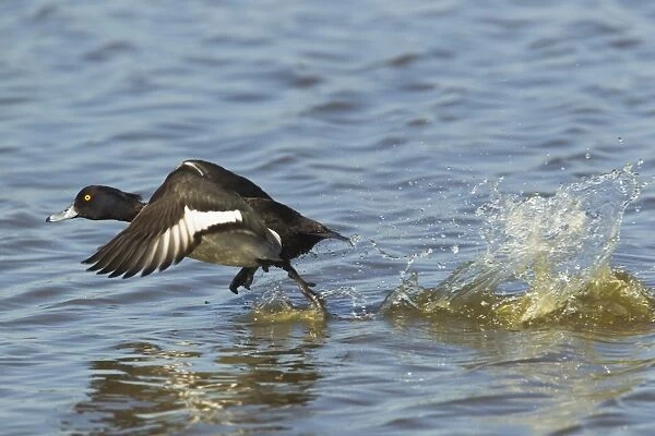 Tufted Duck (Aythya fuligula) adult male, taking off from water, Minsmere RSPB Reserve, Suffolk, England, may