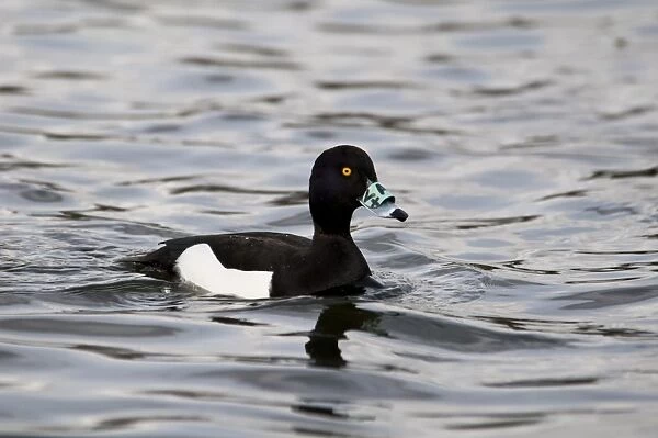 Tufted Duck (Aythya fuligula) adult male, fitted with nasal saddle (fitted at Saint Philbert de Grand Lieu, Nantes)