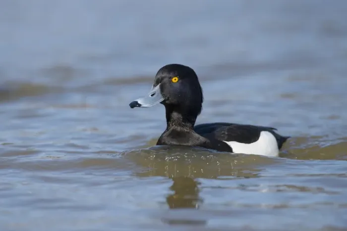 Framed Print : Tufted Duck (Aythya fuligula) adult male, swimming on river, Norfolk, England, April