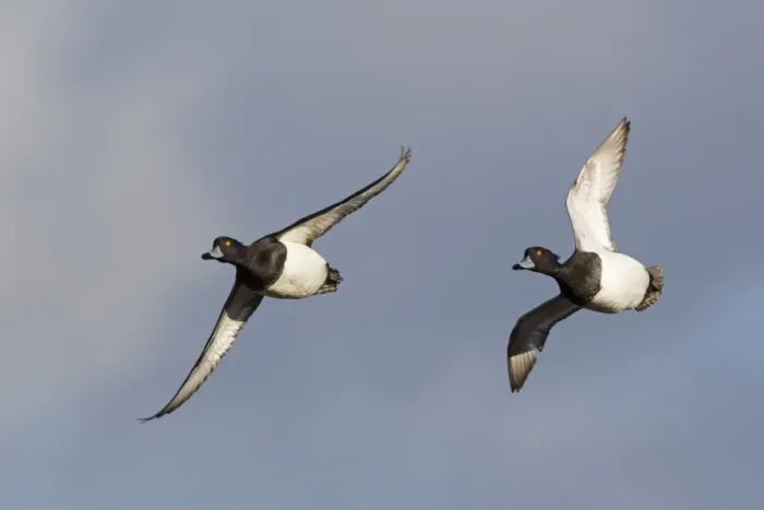 Framed Print : Tufted Duck (Aythya fuligula) two adult males, in flight, Slimbridge, Gloucestershire, England, January Framed Print : Tufted Duck (Aythya fuligula) two adult males, in flight, Slimbridge, Gloucestershire, England, January