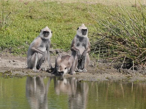 Tufted Grey Langur (Semnopithecus priam thersites) three adults, two males watching over female drinking at pool