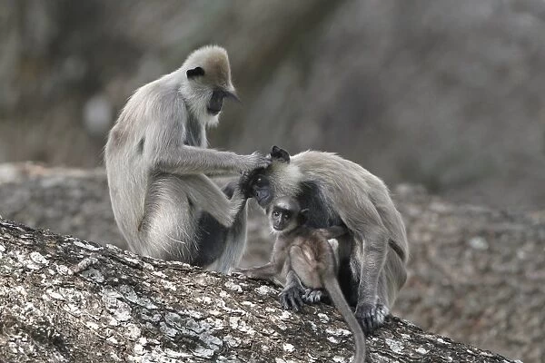 Tufted Grey Langur (Semnopithecus priam thersites) two adult females and baby, mutual grooming, sitting in tree
