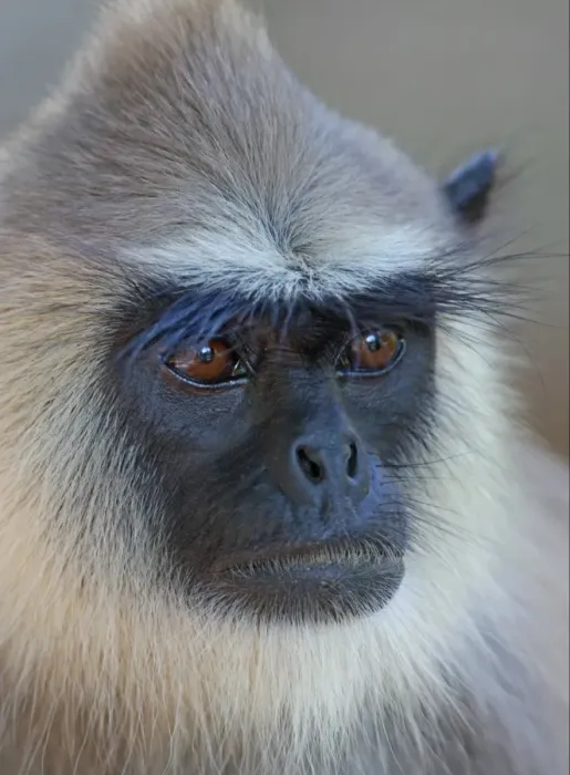 Framed Print : Tufted Grey Langur (Semnopithecus priam thersites) adult, close-up of head, Sri Lanka, december Framed Print : Tufted Grey Langur (Semnopithecus priam thersites) adult, close-up of head, Sri Lanka, december