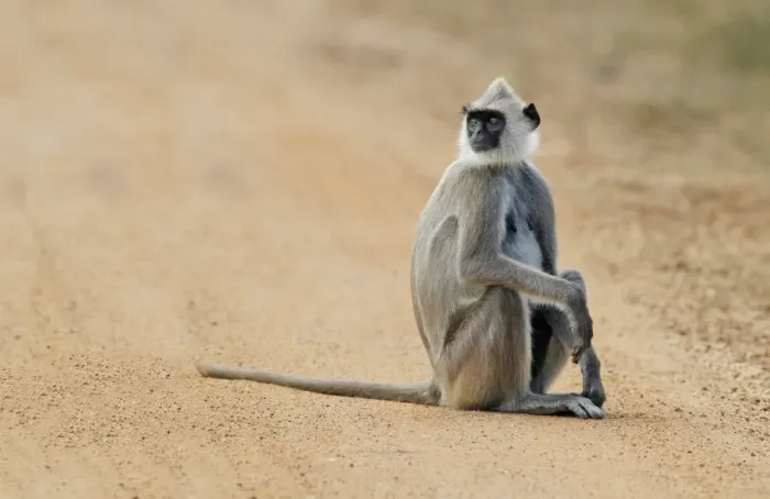 Framed Print : Tufted Grey Langur (Semnopithecus priam thersites) adult female, sitting on dirt track, Sri Lanka, February Framed Print : Tufted Grey Langur (Semnopithecus priam thersites) adult female, sitting on dirt track, Sri Lanka, February