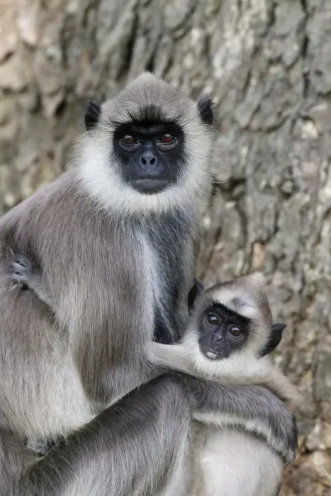 Framed Print : Tufted Grey Langur (Semnopithecus priam thersites) adult female holding baby, sitting in tree, Sri Lanka, January Framed Print : Tufted Grey Langur (Semnopithecus priam thersites) adult female holding baby, sitting in tree, Sri Lanka, January