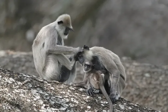 Framed Print : Tufted Grey Langur (Semnopithecus priam thersites) two adult females and baby, mutual grooming, sitting in tree Framed Print : Tufted Grey Langur (Semnopithecus priam thersites) two adult females and baby, mutual grooming, sitting in tree