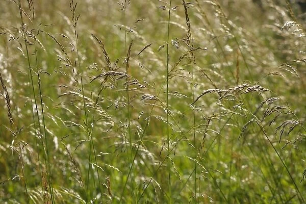 Tufted Hair-grass (Deschampsia cespitosa) seedheads, Powys, Wales, july
