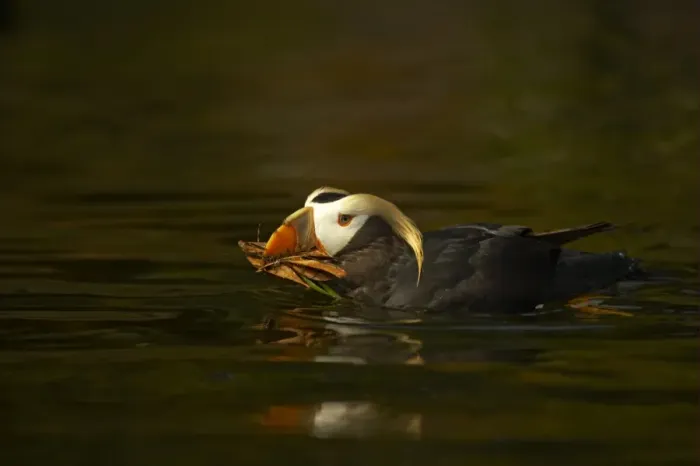 Framed Print : Tufted Puffin (Fratercula cirrhata) adult, breeding plumage, swimming with nesting material in beak, Oregon, U. S. A