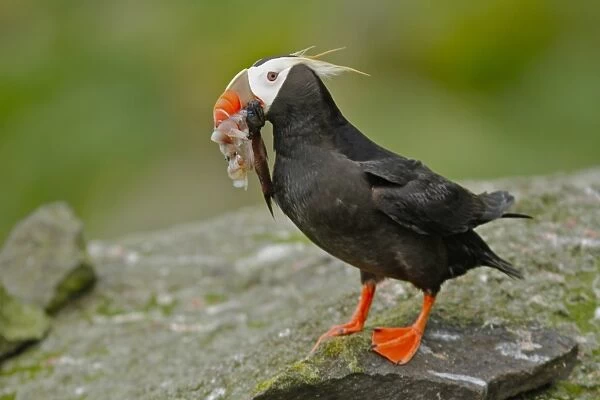 Tufted Puffin (Fratercula cirrhata) adult, breeding plumage, with squid and fish in beak, standing on rock