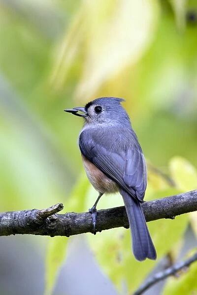 Tufted Titmouse (Baeolophus bicolor) adult, feeding, with sunflower seed in beak, perched on twig, U. S. A