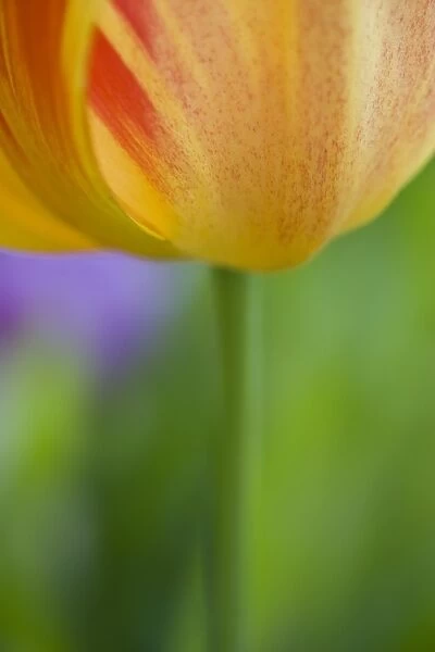 Tulip (Tulipa sp. ) close-up of flower, abstract detail of petals and stem, spring