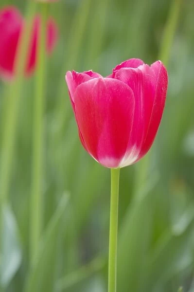 Tulip (Tulipa sp. ) The Cure, flowering, Keukenhof Gardens, South Holland, Netherlands