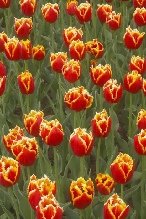 Framed Print : Tulip (Tulipa sp. ) Davenport, flowering, Keukenhof Gardens, South Holland, Netherlands Framed Print : Tulip (Tulipa sp. ) Davenport, flowering, Keukenhof Gardens, South Holland, Netherlands