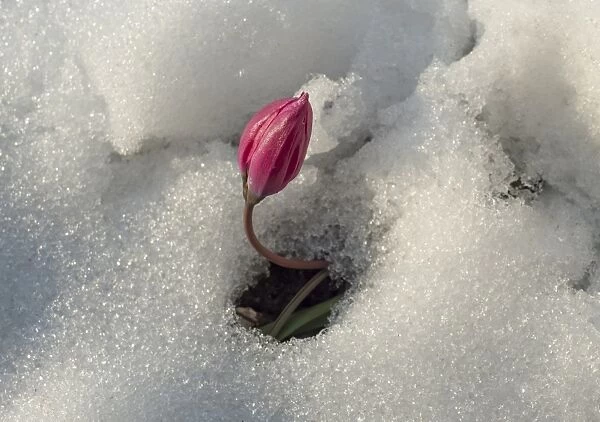Tulip (Tulipa sp. ) flowerbud, emerging through snow in garden, Hanbury, Staffordshire, England, March