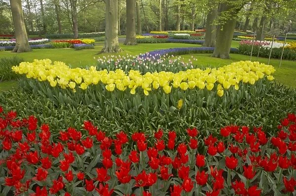 Tulip (Tulipa sp. ) flowering, mass in garden flowerbeds, Keukenhof Gardens, South Holland, Netherlands