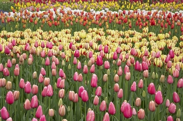 Tulip (Tulipa sp. ) flowering, mass in mixed flowerbed, Keukenhof Gardens, South Holland, Netherlands