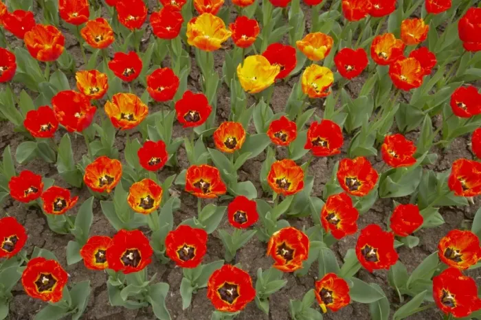 Framed Print : Tulip (Tulipa sp. ) Fringed Solstice, flowering, Keukenhof Gardens, South Holland, Netherlands Framed Print : Tulip (Tulipa sp. ) Fringed Solstice, flowering, Keukenhof Gardens, South Holland, Netherlands