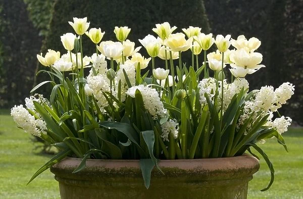 Tulip (Tulipa sp. ) and Garden Hyacinth (Hyacinthus sp. ) white flowers, growing in pot, Norfolk, England, april