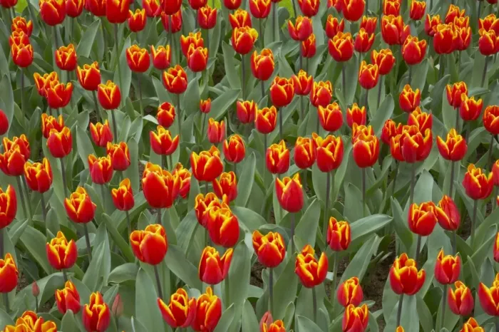 Framed Print : Tulip (Tulipa sp. ) Kings Cloak, flowering, Keukenhof Gardens, South Holland, Netherlands