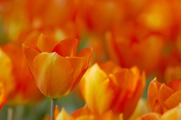 Tulip (Tulipa sp. ) Lightening Sun, flowering, Keukenhof Gardens, South Holland, Netherlands