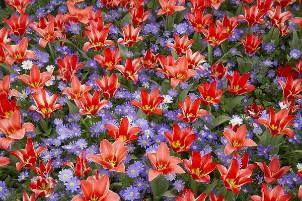 Tulip (Tulipa sp. ) Pinochio and Greek Windflower (Anenome blanda) Blue Shades flowering, Keukenhof Gardens