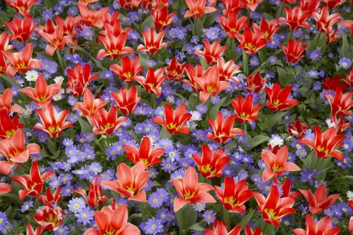 Framed Print : Tulip (Tulipa sp. ) Pinochio and Greek Windflower (Anenome blanda) Blue Shades flowering, Keukenhof Gardens Framed Print : Tulip (Tulipa sp. ) Pinochio and Greek Windflower (Anenome blanda) Blue Shades flowering, Keukenhof Gardens
