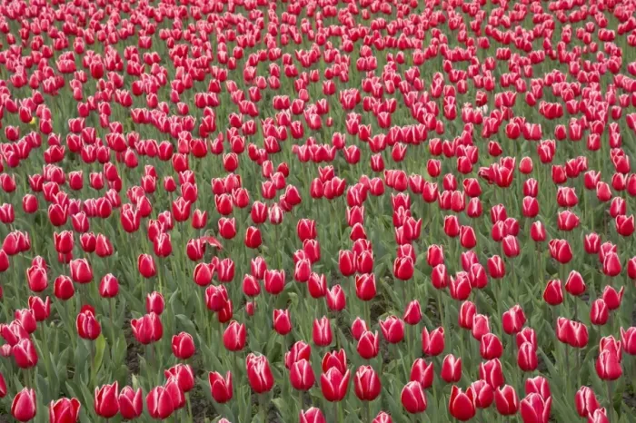 Framed Print : Tulip (Tulipa sp. ) Princess Victoria, flowering, Keukenhof Gardens, South Holland, Netherlands Framed Print : Tulip (Tulipa sp. ) Princess Victoria, flowering, Keukenhof Gardens, South Holland, Netherlands