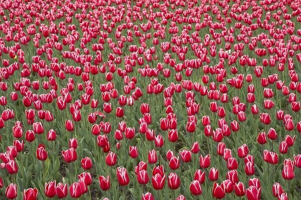 Tulip (Tulipa sp. ) Princess Victoria, flowering, Keukenhof Gardens, South Holland, Netherlands