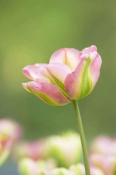Tulip (Tulipa sp. ) Viridiflora Groenland, flowering, Keukenhof Gardens, South Holland, Netherlands