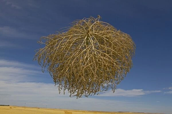 Tumbleweed (Salsola tragus) windblown dried plant, in mid-air over farmland, Spain, August