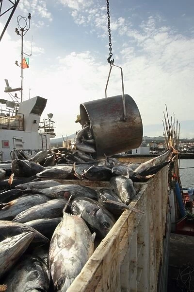 Tuna catch being unloaded on quayside, caught using pole and line fishing method, Pico Island, Azores, august
