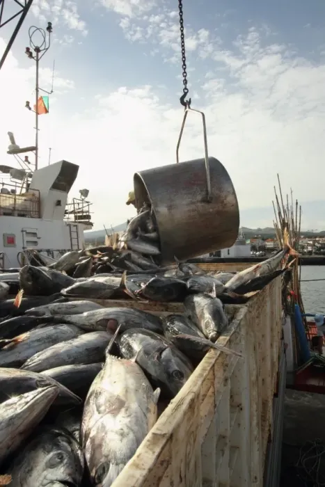 Framed Print : Tuna catch being unloaded on quayside, caught using pole and line fishing method, Pico Island, Azores, august Framed Print : Tuna catch being unloaded on quayside, caught using pole and line fishing method, Pico Island, Azores, august